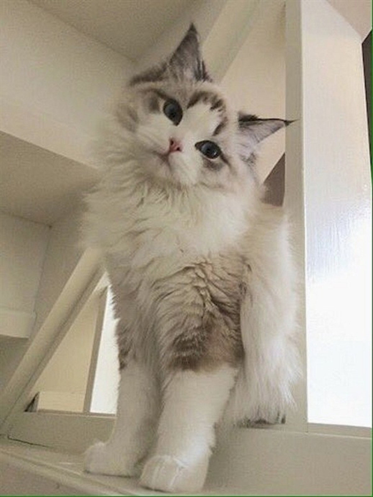 Сибирская кошка Эстетика